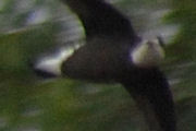 White-throated Needletail (Hirundapus caudacutus)